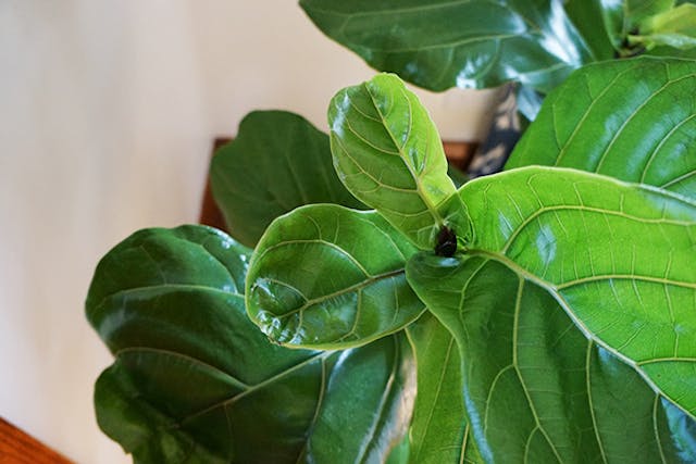 Fiddle Leaf Poisoning in Dogs - Symptoms, Causes, Diagnosis, Treatment, Recovery, Management, Cost