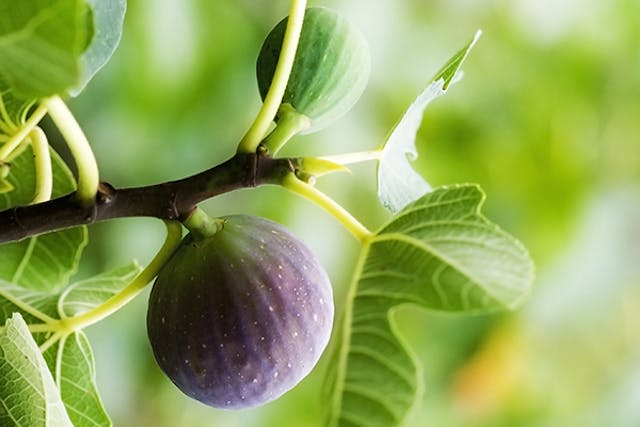 Fig Poisoning in Dogs - Signs, Causes, Diagnosis, Treatment, Recovery, Management, Cost