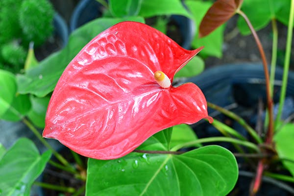 Flamingo Flower Poisoning in Dogs - Symptoms, Causes, Diagnosis, Treatment, Recovery, Management, Cost
