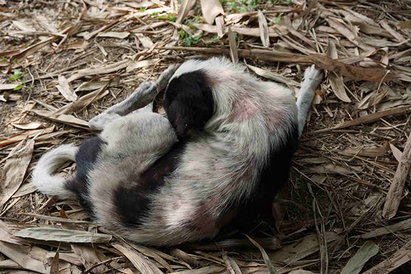 Flank Alopecia in Dogs - Symptoms, Causes, Diagnosis, Treatment, Recovery, Management, Cost