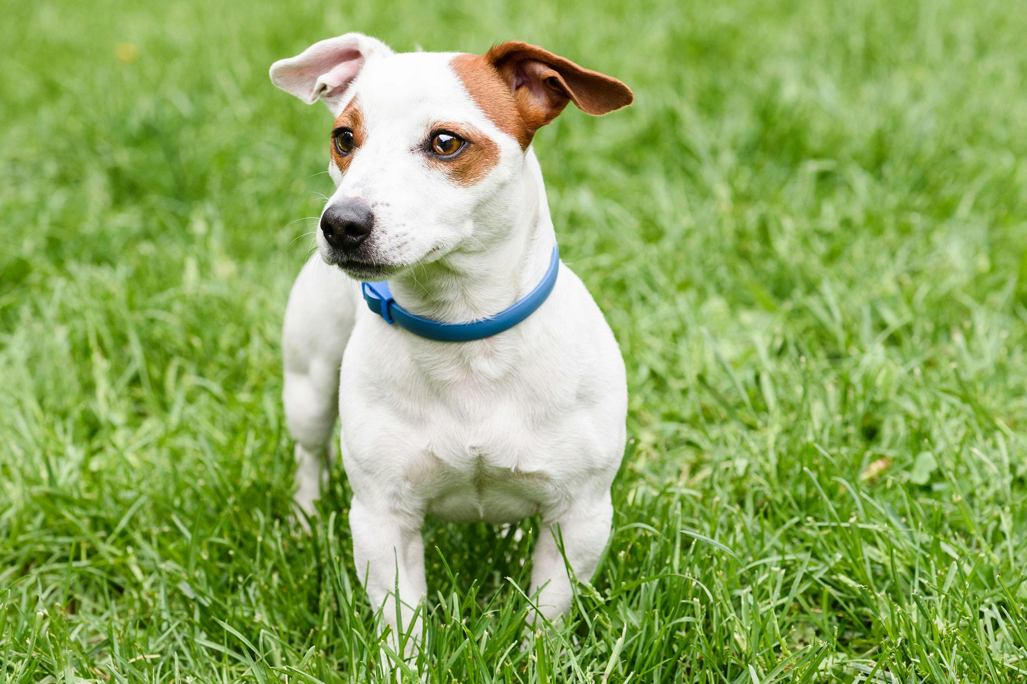 dog shock collar rural king