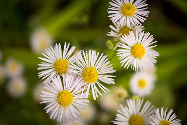 Fleabane Poisoning in Dogs - Symptoms, Causes, Diagnosis, Treatment, Recovery, Management, Cost