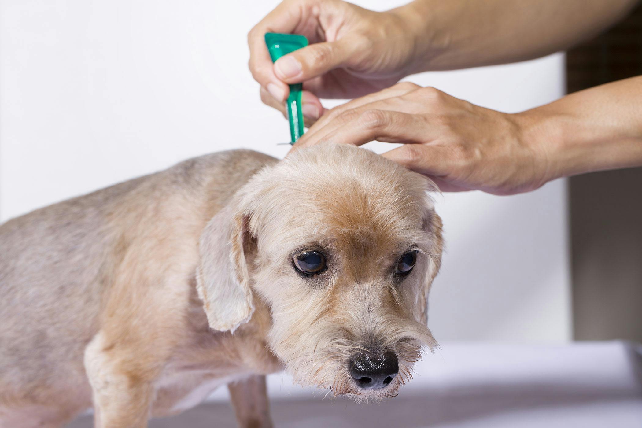 Fleas In Dogs Symptoms Causes Diagnosis Treatment Recovery Management Cost