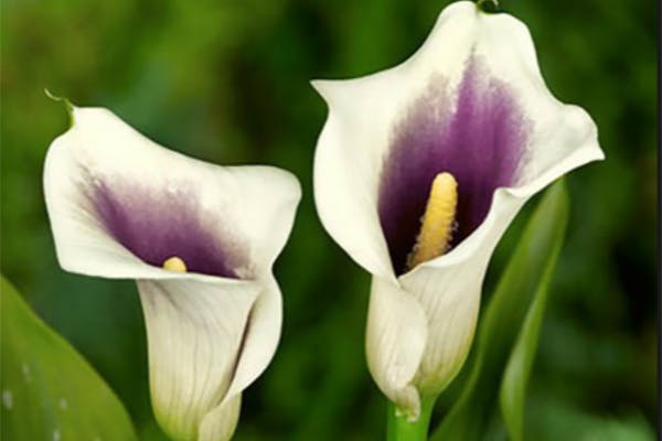 Florist's Calla Poisoning in Dogs Symptoms, Causes, Diagnosis