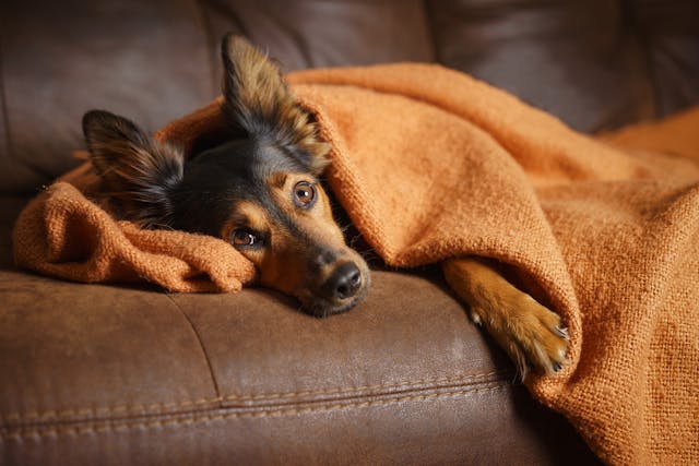 what are symptoms of dog flu