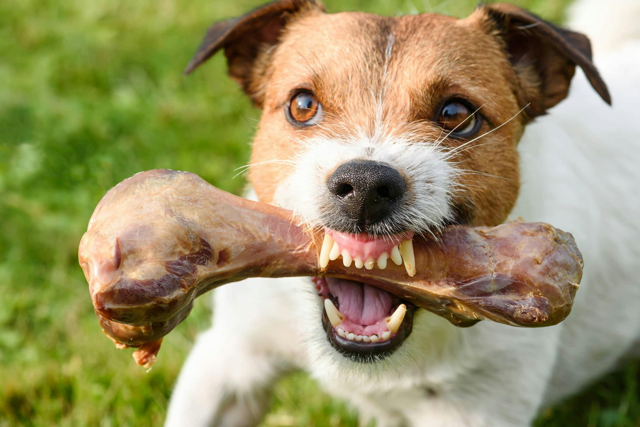 food-aggression-in-dogs-symptoms-causes-diagnosis-treatment