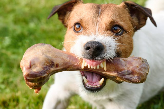 Food Aggression in Dogs - Symptoms, Causes, Diagnosis, Treatment, Recovery, Management, Cost