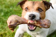 Food Aggression In Dogs Symptoms Causes Diagnosis Treatment 