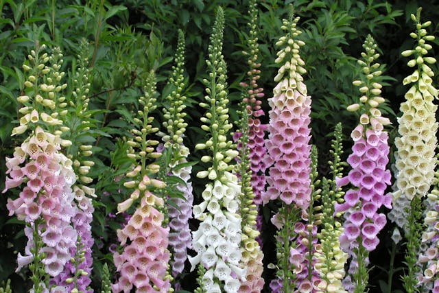 Foxglove Poisoning in Dogs - Symptoms, Causes, Diagnosis, Treatment, Recovery, Management, Cost