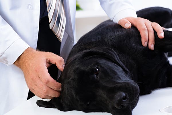 how to treat a cracked rib in a dog