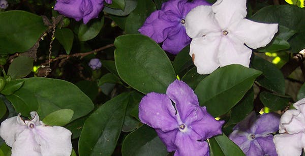 Franciscan Rain Tree Poisoning in Dogs - Symptoms, Causes, Diagnosis, Treatment, Recovery, Management, Cost