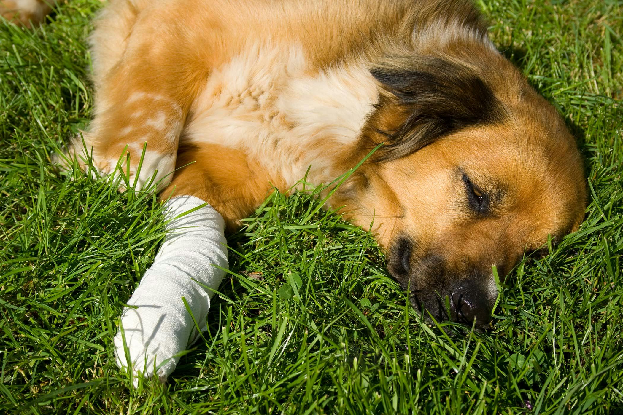 how to help dog with leg pain