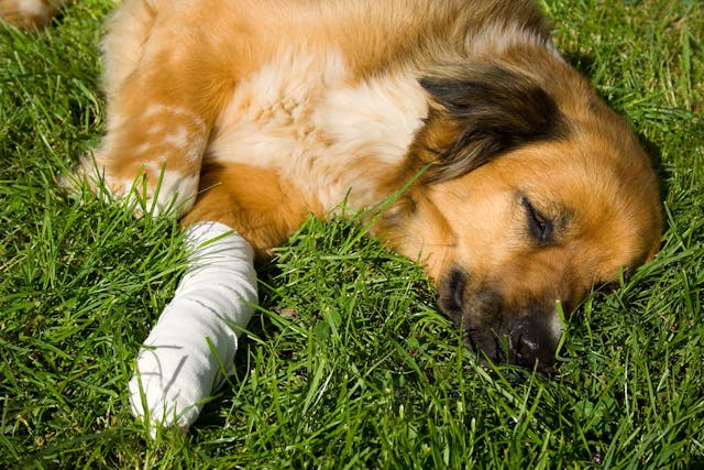 Front Leg Injury in Dogs - Signs, Causes, Diagnosis, Treatment, Recovery, Management, Cost