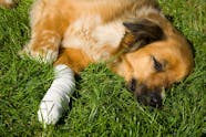 Front Leg Injury In Dogs Symptoms Causes Diagnosis Treatment 