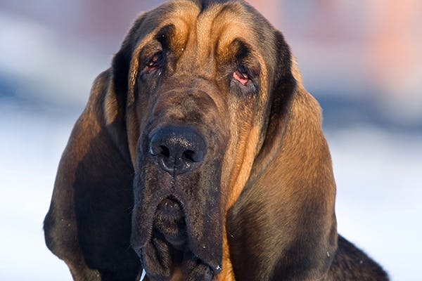 Frostbite in Dogs - Symptoms, Causes, Diagnosis, Treatment, Recovery, Management, Cost