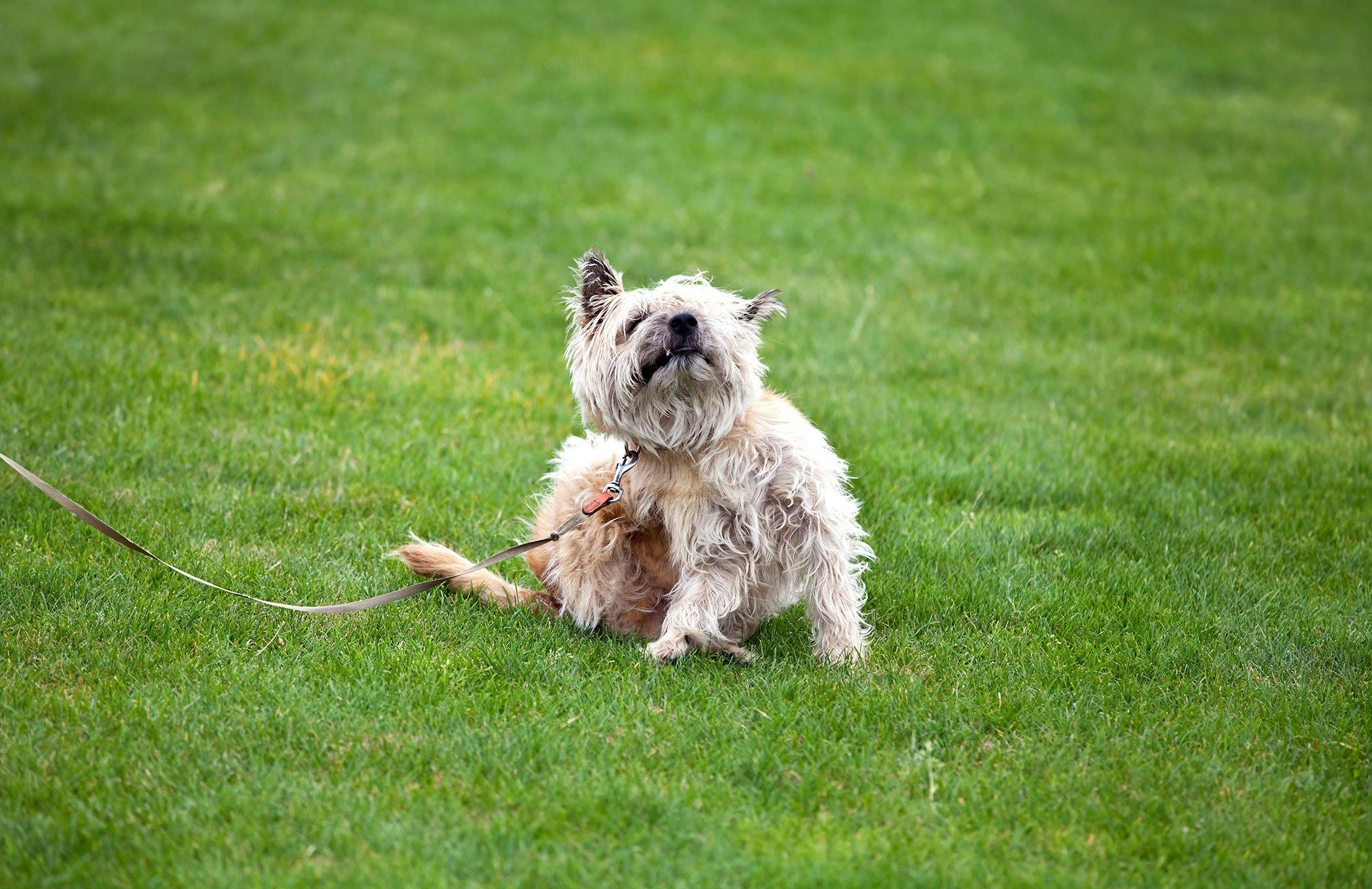 how long does a yeast infection last on a dog