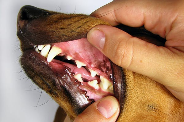 Gammopathies in Dogs - Symptoms, Causes, Diagnosis, Treatment, Recovery, Management, Cost