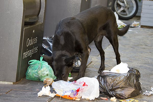 what happens if a dog eats a plastic bag