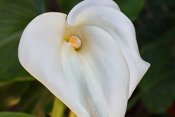 Garden Calla Poisoning in Dogs - Symptoms, Causes, Diagnosis, Treatment, Recovery, Management, Cost