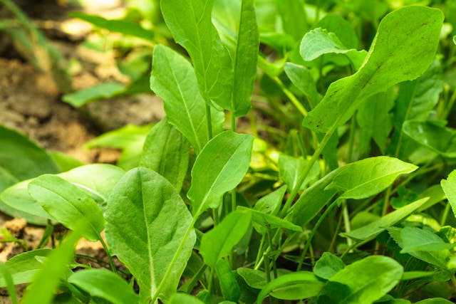 Garden Sorrel Poisoning in Dogs - Symptoms, Causes, Diagnosis, Treatment, Recovery, Management, Cost