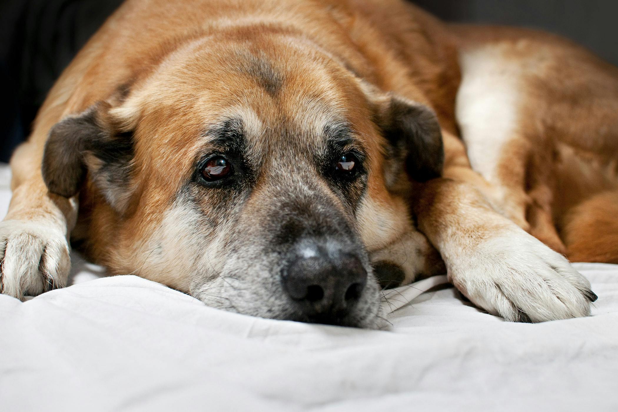 can dogs catch stomach bugs from humans
