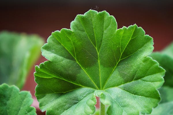 Geranium Leaf Aralia Poisoning in Dogs - Symptoms, Causes, Diagnosis, Treatment, Recovery, Management, Cost