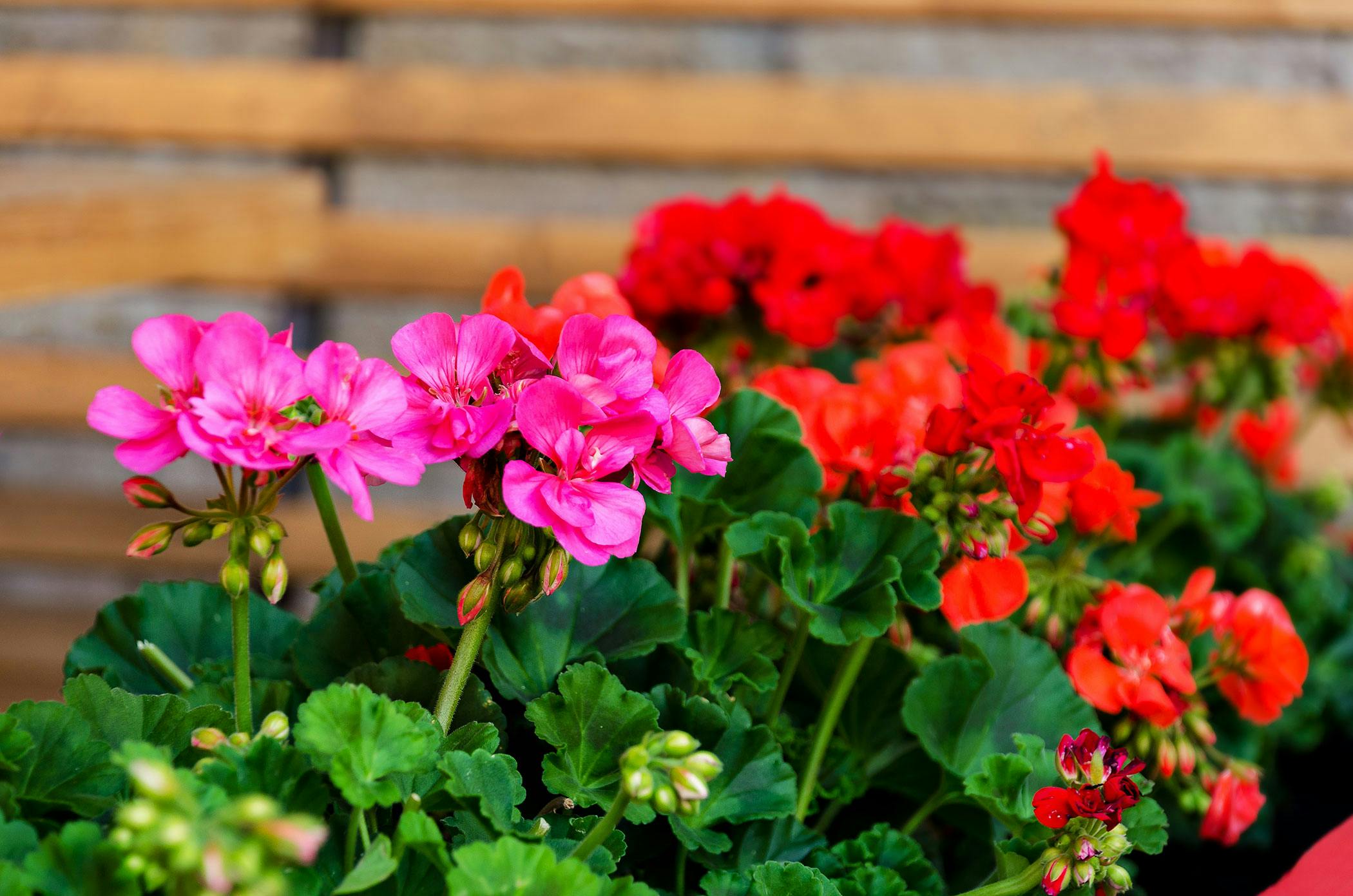 are geraniums poisonous to cats and dogs