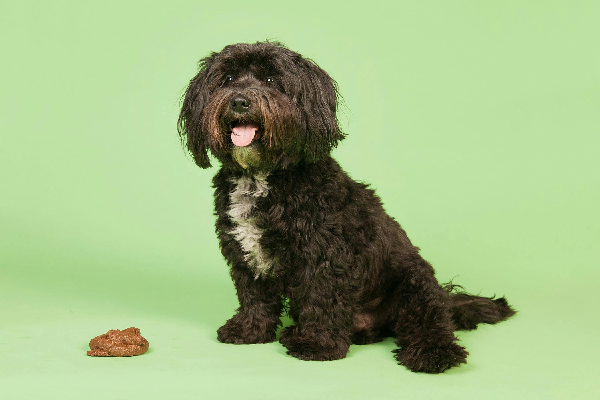 Giardia Yellow Stool Dog