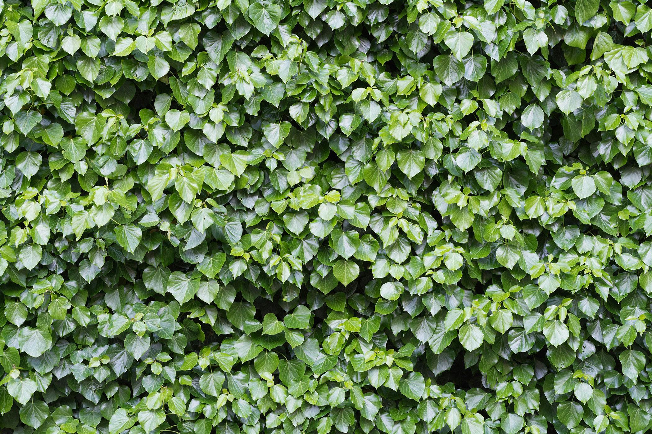 Glacier Ivy Poisoning In Dogs Symptoms Causes Diagnosis Treatment Recovery Management Cost