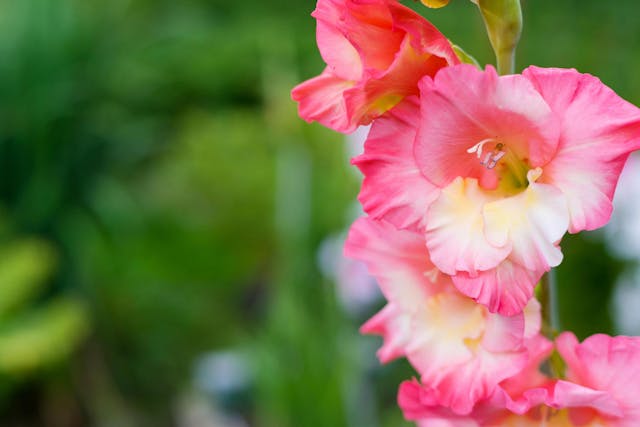 Gladiolus Poisoning in Dogs - Symptoms, Causes, Diagnosis, Treatment, Recovery, Management, Cost