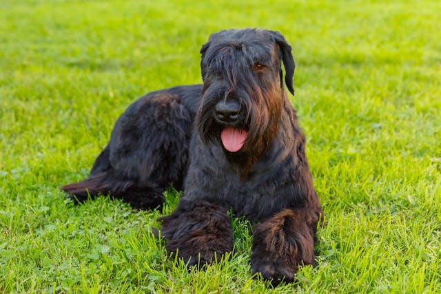 Glanders (Farcy) in Dogs - Symptoms, Causes, Diagnosis, Treatment, Recovery, Management, Cost