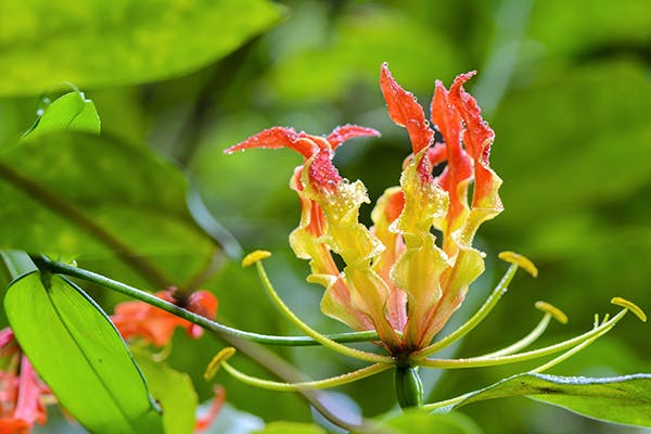 Gloriosa Lily Poisoning in Dogs - Symptoms, Causes, Diagnosis, Treatment, Recovery, Management, Cost