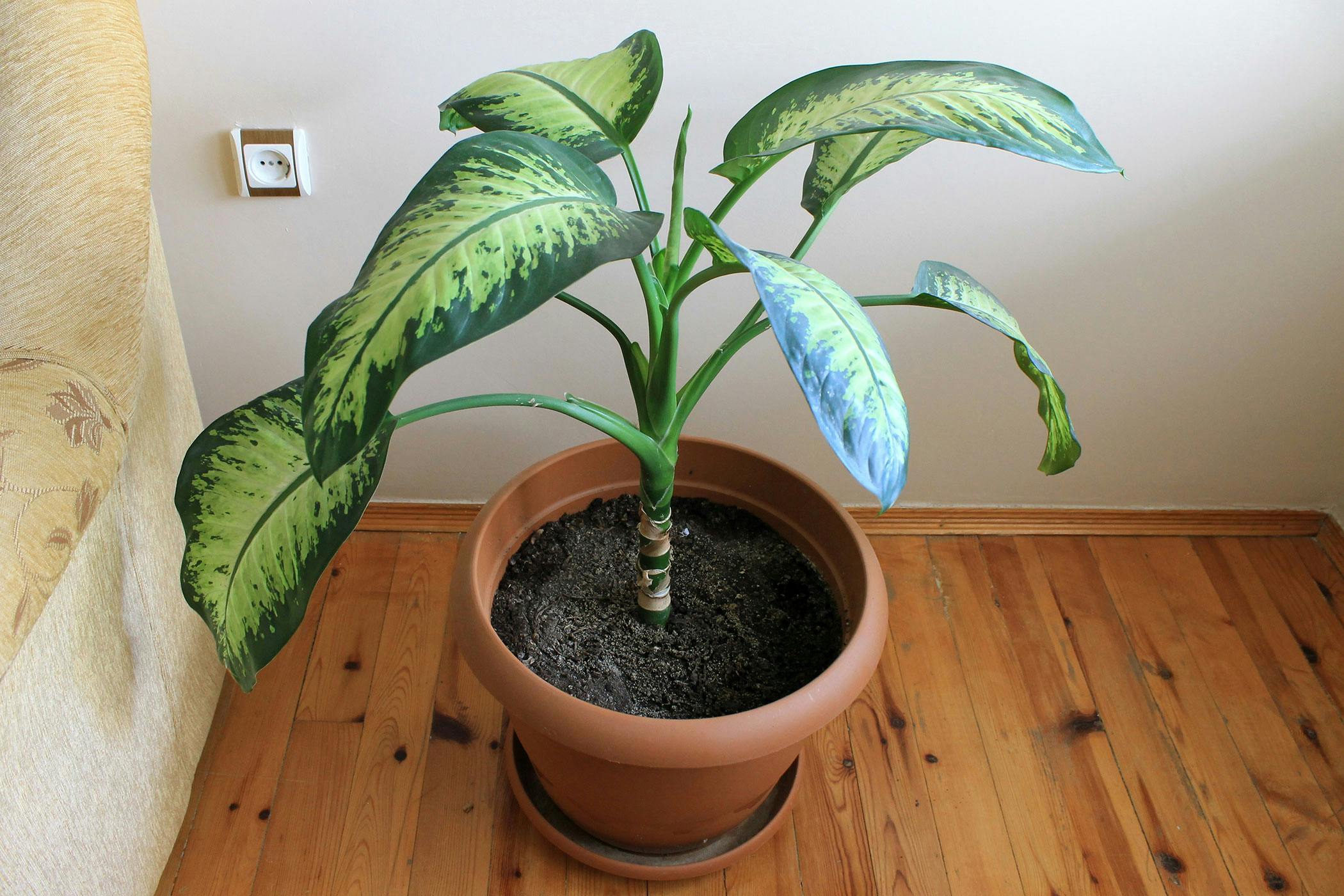 is a dieffenbachia plant poisonous to dogs