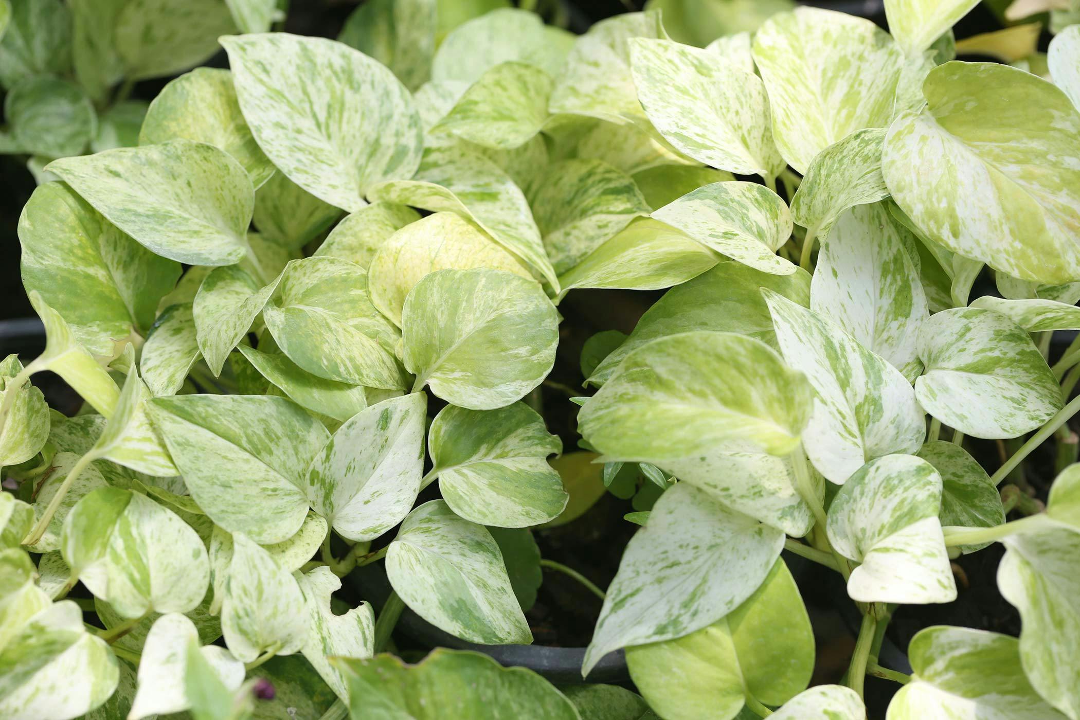 Golden pothos sale poisonous to dogs