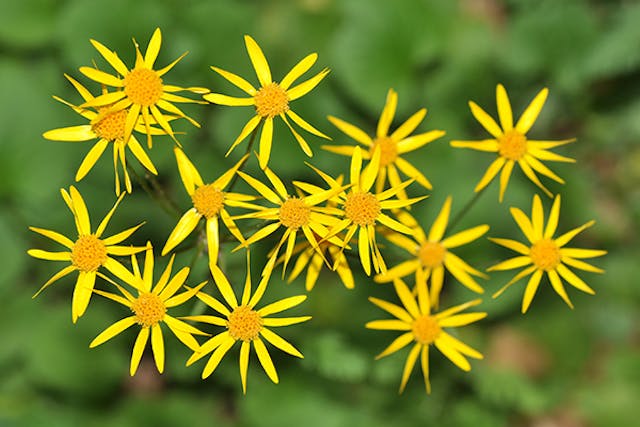 Golden Ragwort Poisoning in Dogs - Symptoms, Causes, Diagnosis, Treatment, Recovery, Management, Cost