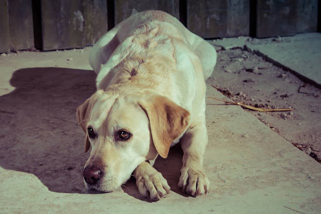 Greater Trochanter Translocation in Dogs - Conditions Treated, Procedure, Efficacy, Recovery, Cost, Considerations, Prevention