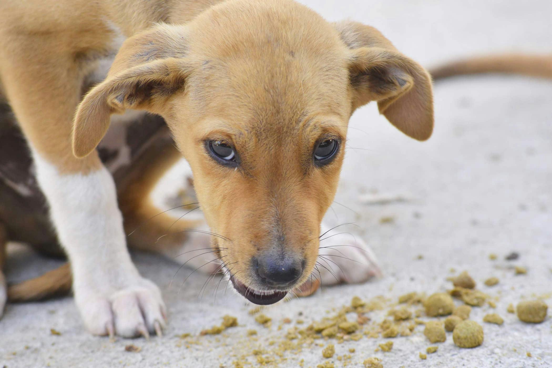 do dogs eat more during growth spurts