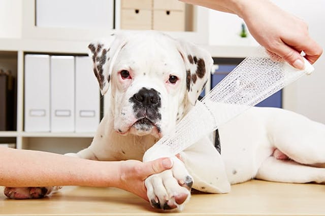Gunshot Injury in Dogs - Symptoms, Causes, Diagnosis, Treatment, Recovery, Management, Cost