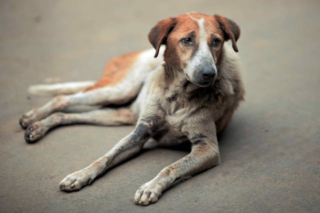 Hair Cycle Arrest in Dogs - Symptoms, Causes, Diagnosis, Treatment, Recovery, Management, Cost