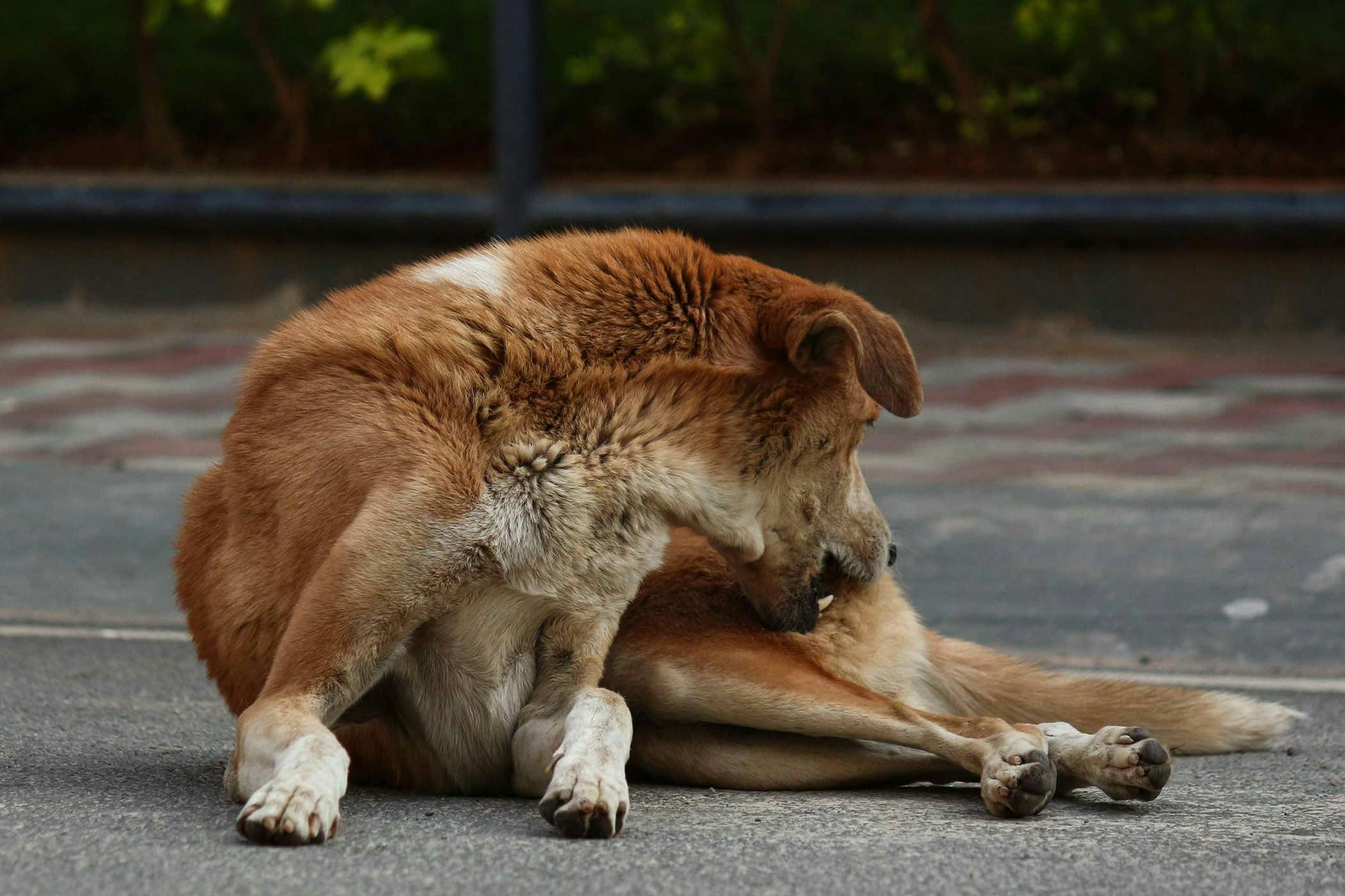 Dog losing patches of fur best sale on back