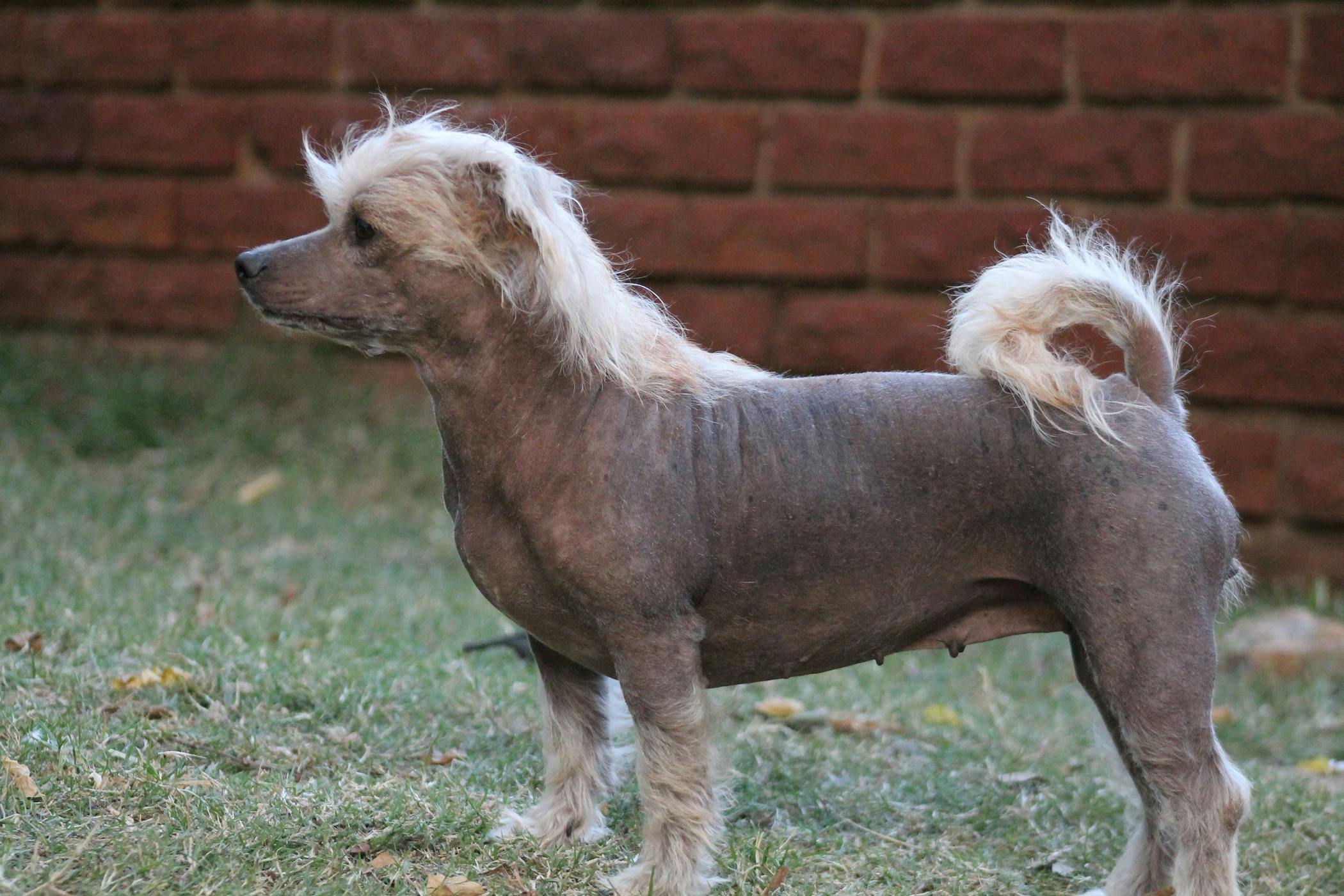 Dog losing hot sale chest hair