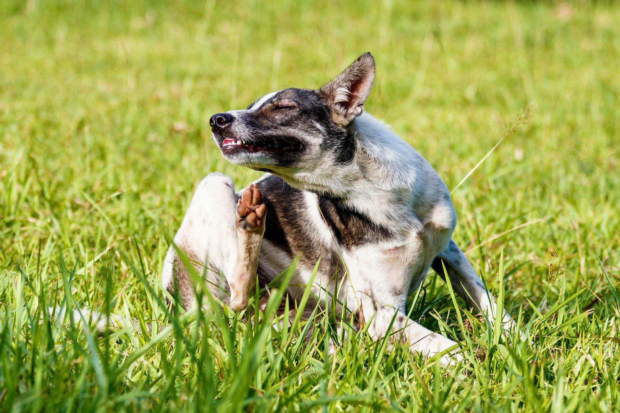 Dog losing hair at base best sale of tail