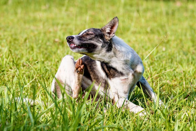 Hair Loss in Dogs - Symptoms, Causes, Diagnosis, Treatment, Recovery, Management, Cost