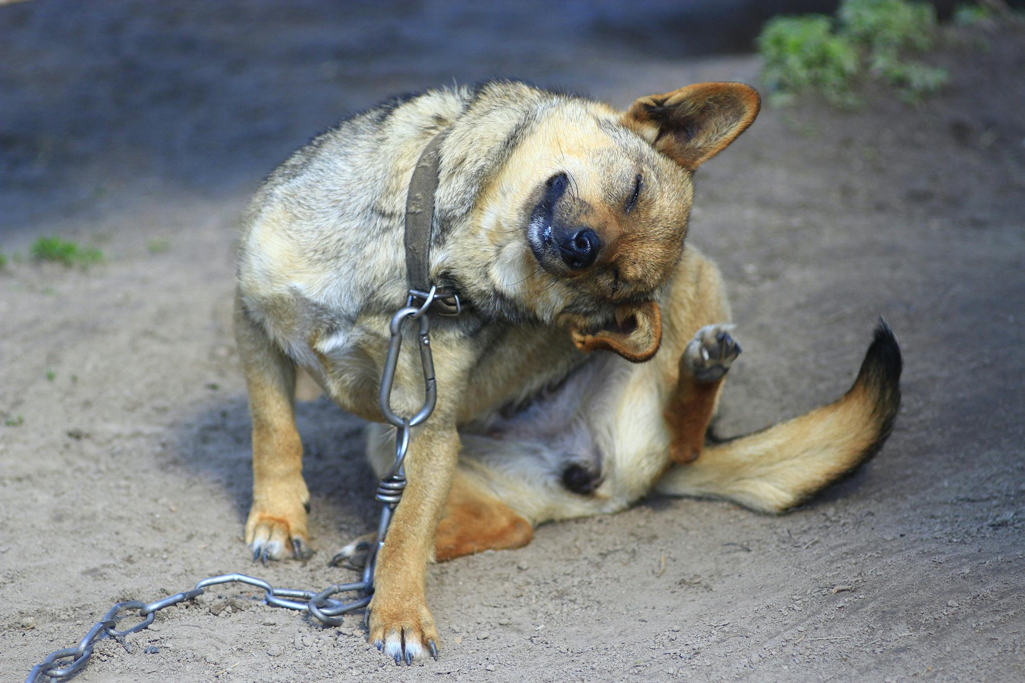 how can you tell if your dog has broken its tail