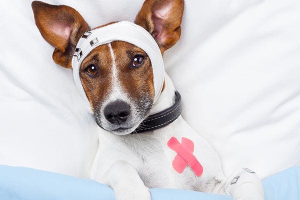 Head Trauma In Dogs Signs Causes Diagnosis Treatment Recovery Management Cost