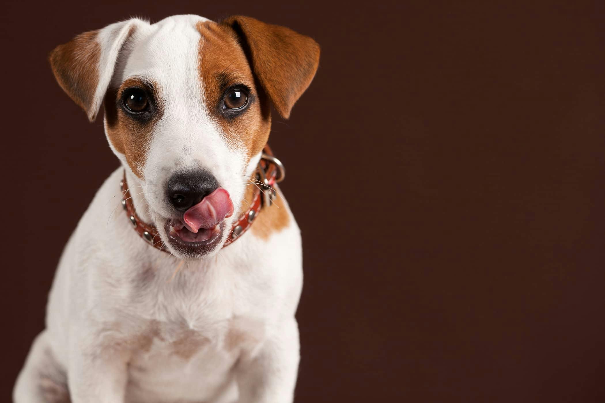 brachycephalic health issues