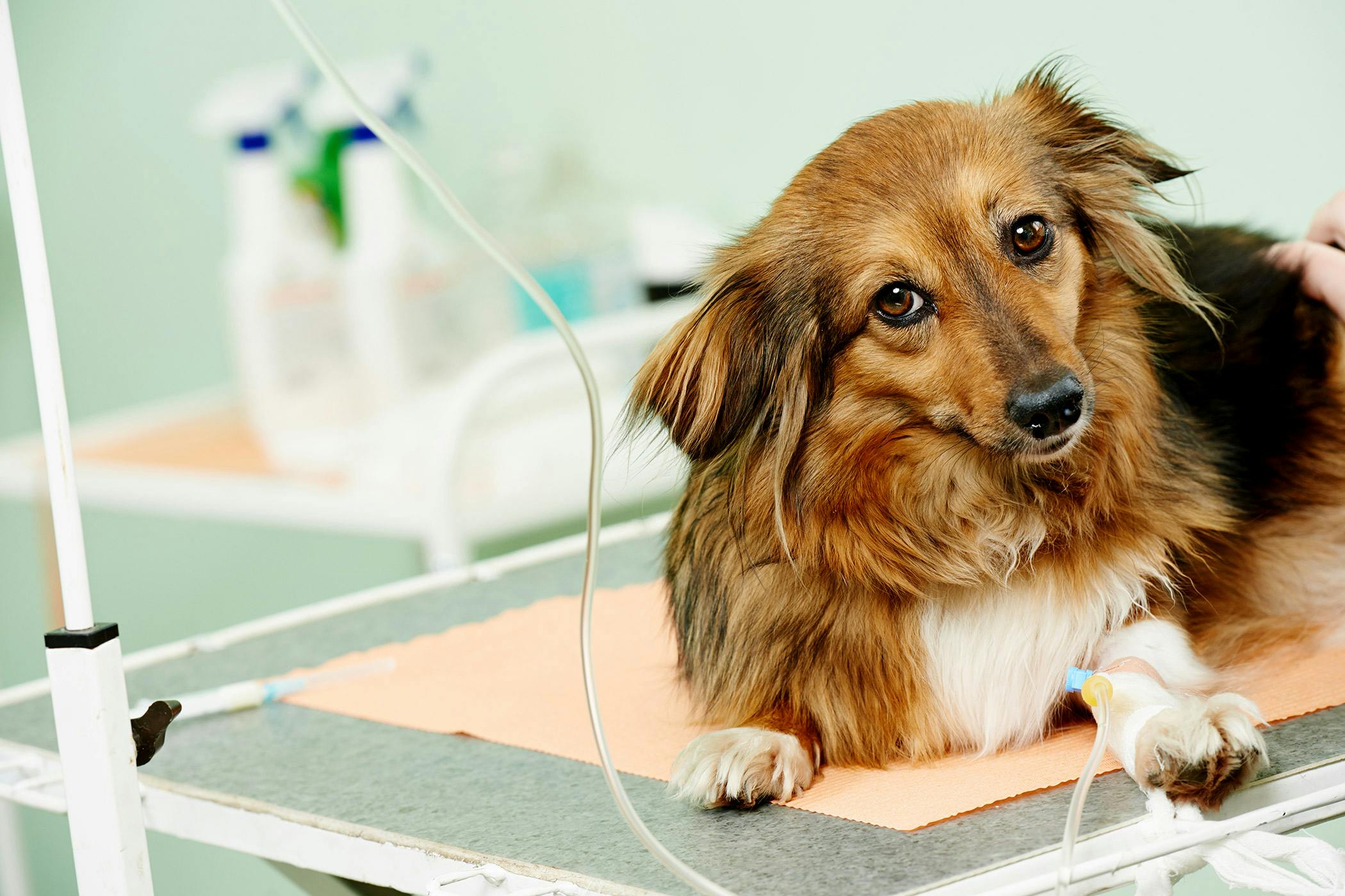 Tramadol Kills Liver Failure In Dogs Treatment