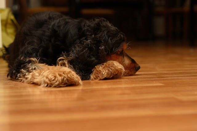 Heart Block (Mobitz Type 2) in Dogs - Symptoms, Causes, Diagnosis, Treatment, Recovery, Management, Cost