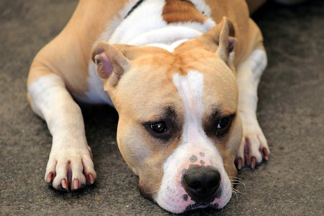 Heart Block or Conduction Delay (Left Bundle) in Dogs - Symptoms, Causes, Diagnosis, Treatment, Recovery, Management, Cost