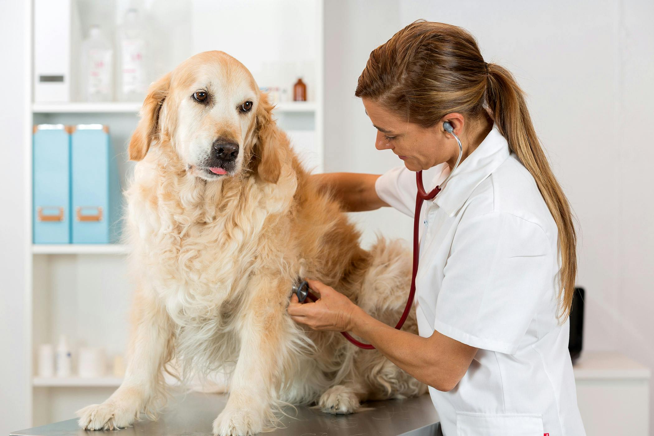 Heart Cancer In Dogs Symptoms Causes Diagnosis Treatment Recovery Management Cost